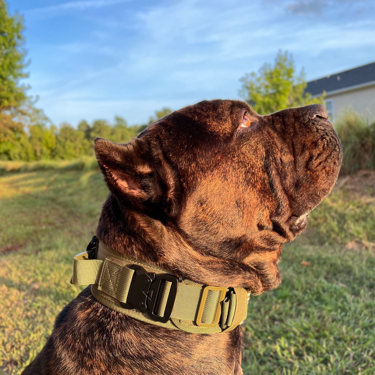 2.5" ProGuard Collar