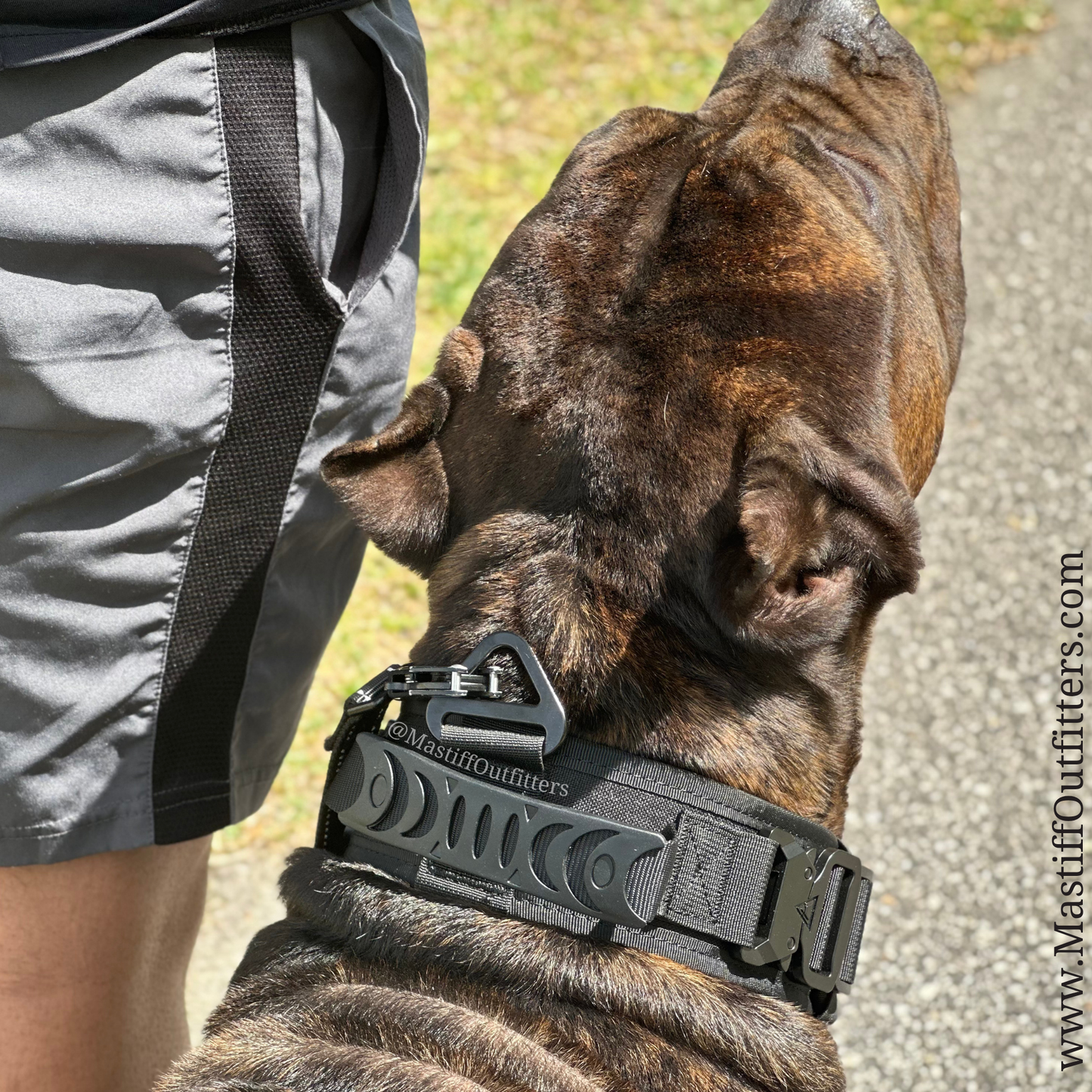 2.5" ProGuard Collar