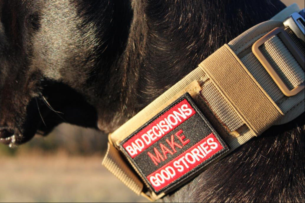 Dog wearing a tactical collar with a patch that reads 'Bad Decisions Make Good Stories'.