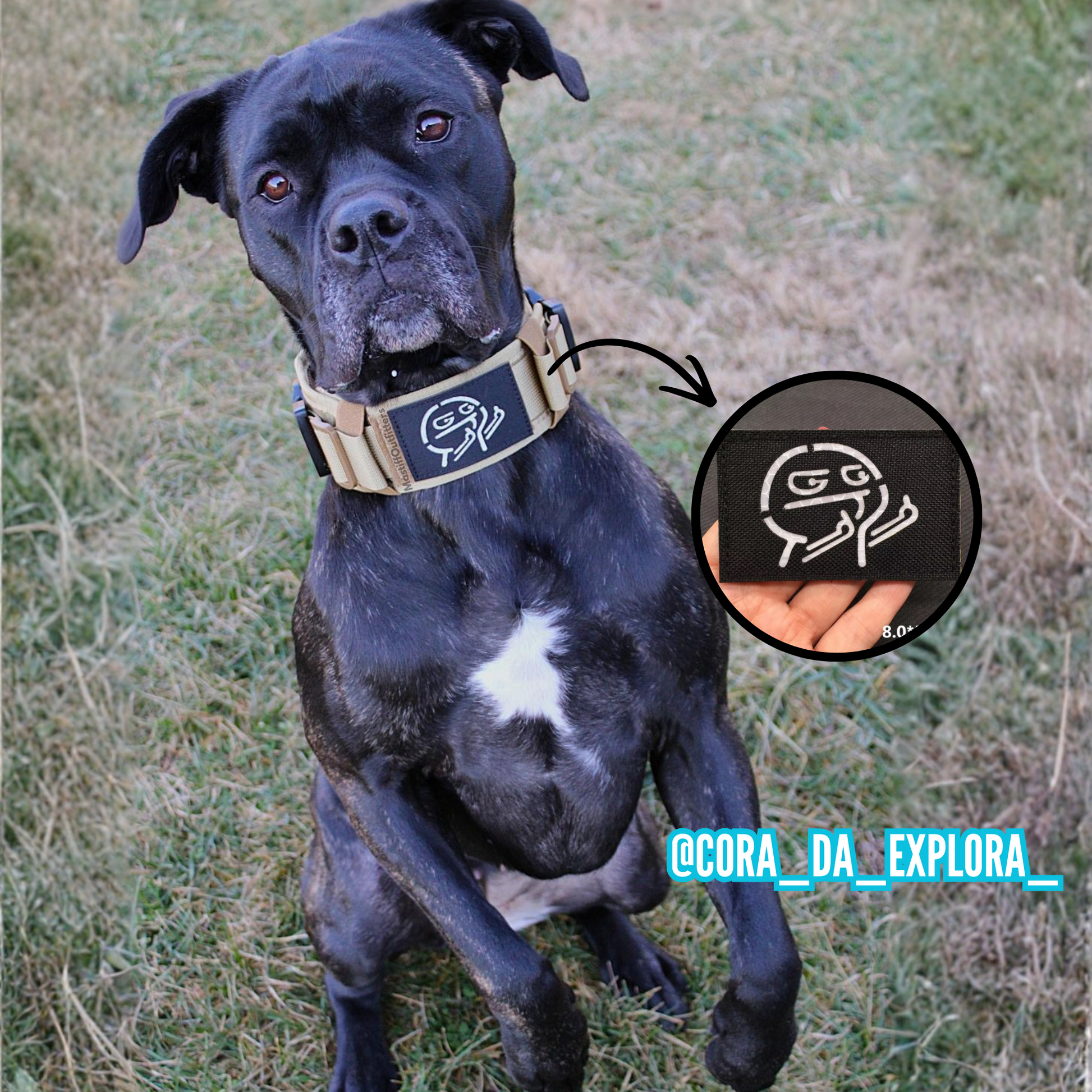 Black dog wearing a collar with a logo, sitting on grass.