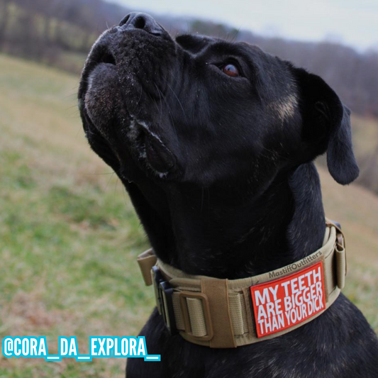 Black dog wearing a collar with text, standing in a grassy field.
