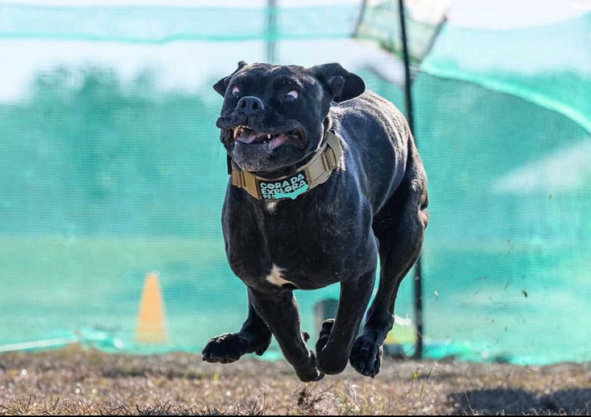 Dog running on a track with a blurred background
