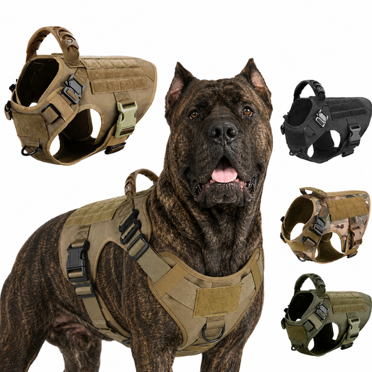 Corso wearing a tactical harness with multiple views on a white background